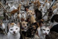 Cara ampuh mengusir kucing liar. (Ilustrasi)