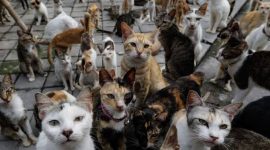 Cara ampuh mengusir kucing liar. (Ilustrasi)