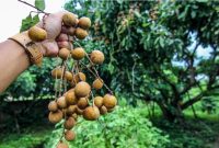 Buah kelengkeng, yang sering disebut sebagai "mata naga" karena bentuk dan tampilannya yang unik (Dok. Pixabay) 