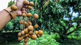 Buah kelengkeng, yang sering disebut sebagai 