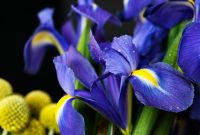 Bunga telang dapat dikonsumsi dalam berbagai bentuk, seperti teh, ekstrak, atau sebagai campuran dalam makanan dan minuman (Dok. Freepik) 