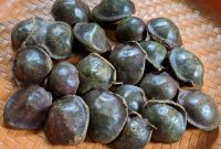 Jengkol (Dok. freepik)