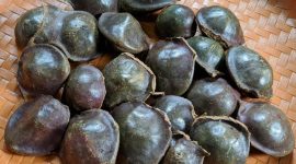 Jengkol (Dok. freepik)