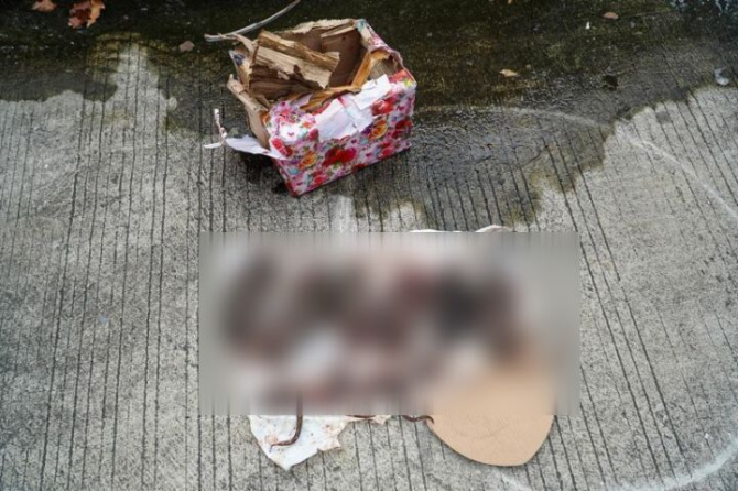 Ketua Dewan Pers desak Kapolri usut tuntas teror kepala babi dan tikus ke kantor Tempo. Tegaskan perlindungan hak informasi dan penegakan hukum tanpa kekerasan. (Istimewa)