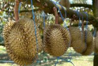 Durian dan Kombinasi Makanan yang Harus Dihindari (Istimewa)