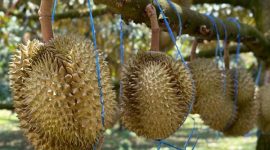 Durian dan Kombinasi Makanan yang Harus Dihindari (Istimewa)