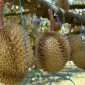 Durian dan Kombinasi Makanan yang Harus Dihindari (Istimewa)
