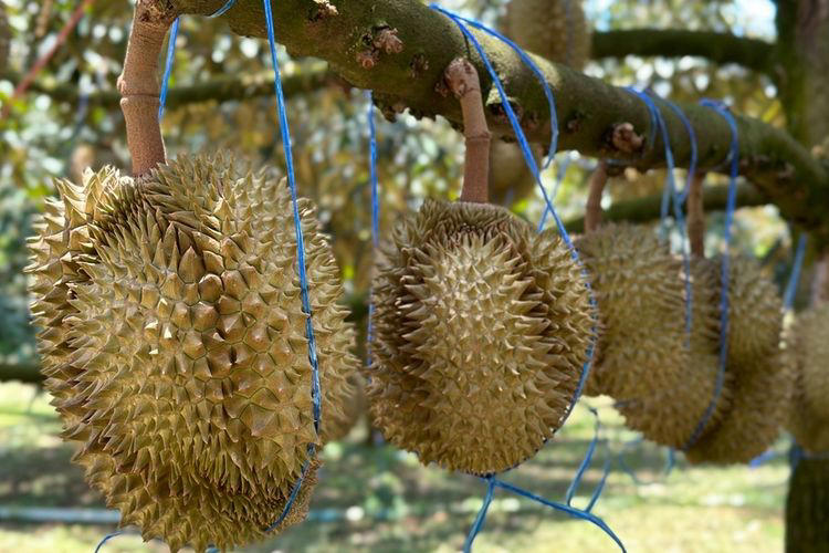 Durian dan Kombinasi Makanan yang Harus Dihindari (Istimewa)