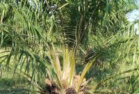 Pohon Kelapa Sawit (Pixabay)