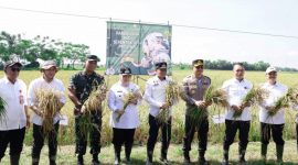 Bupati dan Wakil Bupati Tangerang Ikut Panen Padi Serentak di 14 Provinsi(dok. gemabanten)