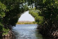 Temuan Revolusioner! Hutan Bakau Bisa Redam Gelombang Badai 50% dengan Metode HU yang Simpel (Foto: Pixabay)