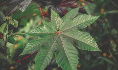 Manfaat Daun Jarak untuk Kesehatan dan Cara Penggunaannya