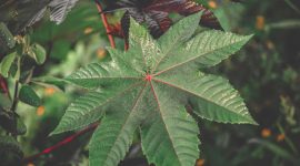 Temukan 20 manfaat daun jarak untuk kesehatan. Dari obat tradisional perut kembung, rematik, hingga cegah kanker, lengkap dengan cara pemakaian. (Pixabay)
