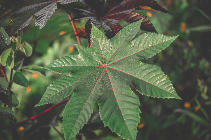 Temukan 20 manfaat daun jarak untuk kesehatan. Dari obat tradisional perut kembung, rematik, hingga cegah kanker, lengkap dengan cara pemakaian. (Pixabay)