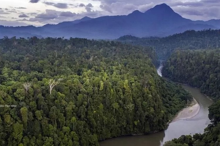 Pemulihan TNGL dimulai, sawit ilegal ditumbangkan, lahan direstorasi, dan masyarakat dukung kembalikan fungsi hutan konservasi. 