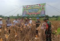 Kapolsek Pasar Kemis AKP Syamsul Bahri, S.TK. S.I.K. M.H. didampingi Kades Pasar Kemis Al Haetomi, S.E. dan IPTU Wigiyanto (Kanit Binmas Polsek Pasar Kemis), IPDA Junaedi (Kanit Provost Polsek Pasar Kemis), Pers Polsek Pasar Kemis, Pers Koramil 11 Pasar Kemis, Staf Desa Pasar Kemis, Poktan Desa Pasar Kemis mengadakan kegiatan panen jagung hibrida kuartal III seluas 2 hektare di Desa Pasar Kemis.