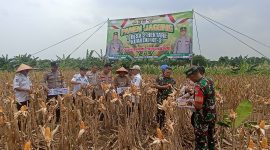 Kapolsek Pasar Kemis AKP Syamsul Bahri, S.TK. S.I.K. M.H. didampingi Kades Pasar Kemis Al Haetomi, S.E. dan IPTU Wigiyanto (Kanit Binmas Polsek Pasar Kemis), IPDA Junaedi (Kanit Provost Polsek Pasar Kemis), Pers Polsek Pasar Kemis, Pers Koramil 11 Pasar Kemis, Staf Desa Pasar Kemis, Poktan Desa Pasar Kemis mengadakan kegiatan panen jagung hibrida kuartal III seluas 2 hektare di Desa Pasar Kemis.