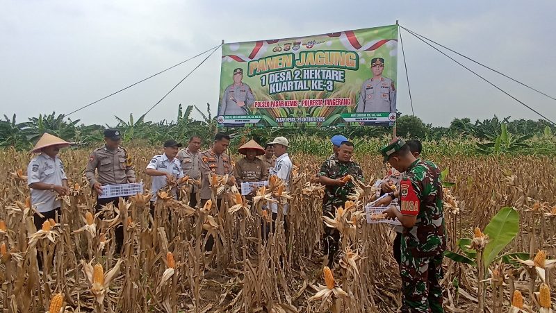 Kapolsek Pasar Kemis AKP Syamsul Bahri, S.TK. S.I.K. M.H. didampingi Kades Pasar Kemis Al Haetomi, S.E. dan IPTU Wigiyanto (Kanit Binmas Polsek Pasar Kemis), IPDA Junaedi (Kanit Provost Polsek Pasar Kemis), Pers Polsek Pasar Kemis, Pers Koramil 11 Pasar Kemis, Staf Desa Pasar Kemis, Poktan Desa Pasar Kemis mengadakan kegiatan panen jagung hibrida kuartal III seluas 2 hektare di Desa Pasar Kemis.
