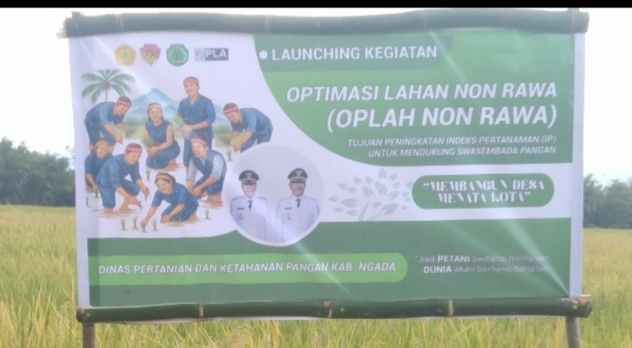 Dana Fantastis!! 33 Poktan di Ngada Kelola 1.341 Hektar Lahan Sawah, Kementan Gelontorkan 6 Miliar Lebih. (Foto: Elfrat Frans Dhena)