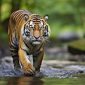 Ilustrasi Harimau Sumatra. Dok google.