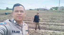 Pada Senin (29/12/25), tim Bhabinkamtibmas menyisir lahan jagung di Desa Mekar Baru untuk mengecek kondisi tanaman yang baru berusia 10 hari. (Humas Polres Tangerang/Metrosiar)