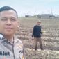 Pada Senin (29/12/25), tim Bhabinkamtibmas menyisir lahan jagung di Desa Mekar Baru untuk mengecek kondisi tanaman yang baru berusia 10 hari. (Humas Polres Tangerang/Metrosiar)