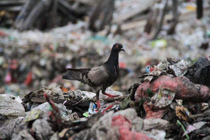 Pemandangan pesisir Cilincing, Jakarta, yang tercemar sampah plastik, di mana seekor burung merpati tengah mencari rezeki.