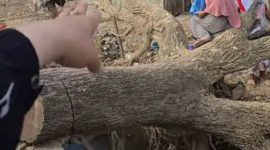 Kayu gelondongan yang terbawa arus banjir bandang di Aceh akhir November 2025 lalu jadi jembatan darurat para relawan untuk salurkan bantuan. (Foto: Instagram/ummievinasution)