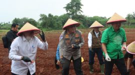 Bupati Tangerang dan Kapolresta menanam jagung hibrida di Panongan sebagai langkah memperkuat ketahanan pangan dan swasembada nasional(PWGK/Metrosiar)