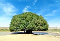 Foto : Pohon Sahabi