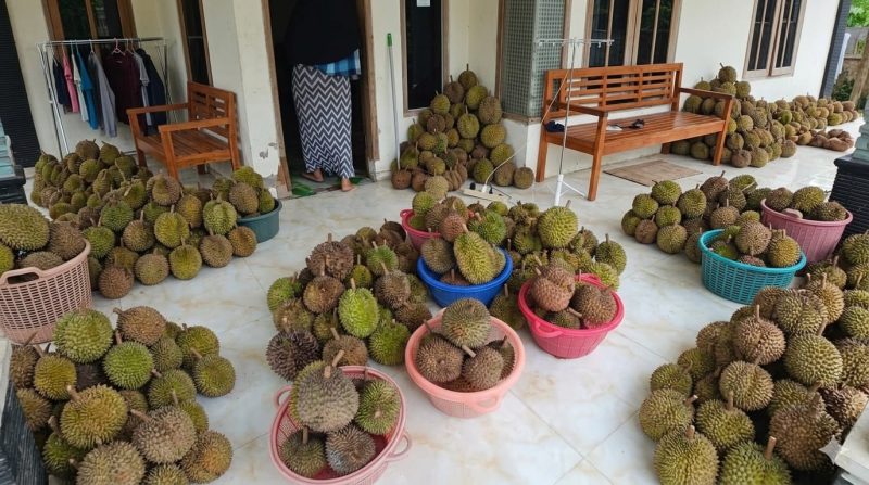 Puluhan buah durian hasil panen tersusun rapi di teras rumah warga sebelum dipasarkan, menunjukkan melimpahnya hasil panen durian