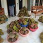 Puluhan buah durian hasil panen tersusun rapi di teras rumah warga sebelum dipasarkan, menunjukkan melimpahnya hasil panen durian