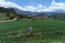 Petani merawat kebun bawang di Saruran, Enrekang, dengan latar pegunungan yang asri, mencerminkan harapan dan kesejahteraan dari hasil panen yang menjanjikan.