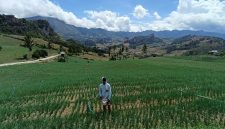 Petani merawat kebun bawang di Saruran, Enrekang, dengan latar pegunungan yang asri, mencerminkan harapan dan kesejahteraan dari hasil panen yang menjanjikan.