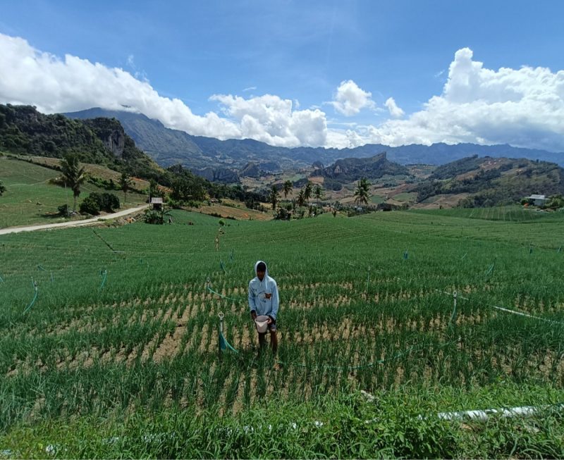 Petani merawat kebun bawang di Saruran, Enrekang, dengan latar pegunungan yang asri, mencerminkan harapan dan kesejahteraan dari hasil panen yang menjanjikan.