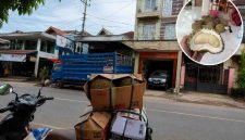 Ibu Yeniz disebut kembali memesan Durian Pelali. Beliau anggota DPRD kab. Enrekang dari partai Nasdem.