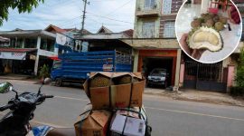 Ibu Yeniz disebut kembali memesan Durian Pelali. Beliau anggota DPRD kab. Enrekang dari partai Nasdem.