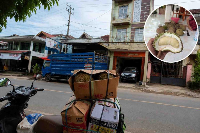 Ibu Yeniz disebut kembali memesan Durian Pelali. Beliau anggota DPRD kab. Enrekang dari partai Nasdem.