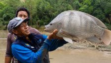 Sarman, S.Pi. memperlihatkan ikan nila jumbo berbobot 6,5 kilogram hasil budidaya kelompok pembudidaya ikan di Kecamatan Alla, Kabupaten Enrekang.