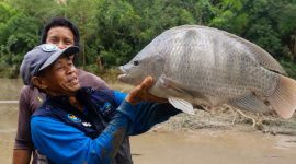 Sarman, S.Pi. memperlihatkan ikan nila jumbo berbobot 6,5 kilogram hasil budidaya kelompok pembudidaya ikan di Kecamatan Alla, Kabupaten Enrekang.