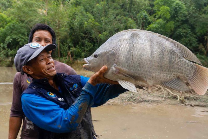 Sarman, S.Pi. memperlihatkan ikan nila jumbo berbobot 6,5 kilogram hasil budidaya kelompok pembudidaya ikan di Kecamatan Alla, Kabupaten Enrekang.