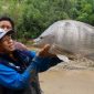 Sarman, S.Pi. memperlihatkan ikan nila jumbo berbobot 6,5 kilogram hasil budidaya kelompok pembudidaya ikan di Kecamatan Alla, Kabupaten Enrekang.