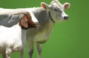 Gambar hewan qurban sapi dan kambing
