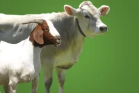 Gambar hewan qurban sapi dan kambing