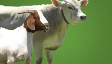 Gambar hewan qurban sapi dan kambing