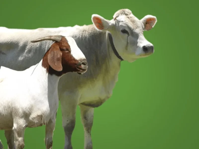 Gambar hewan qurban sapi dan kambing