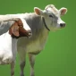 Gambar hewan qurban sapi dan kambing