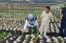 Bupati Ngada, Raymudus Bena ketika mendampingi Staf Kementan RI meninjau lokasi pembibitan Kelapa Raksasa. (Foto: Humas Prokopim Ngada).