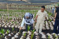Bupati Ngada, Raymudus Bena ketika mendampingi Staf Kementan RI meninjau lokasi pembibitan Kelapa Raksasa. (Foto: Humas Prokopim Ngada).