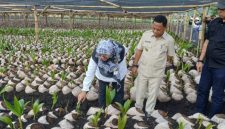 Bupati Ngada, Raymudus Bena ketika mendampingi Staf Kementan RI meninjau lokasi pembibitan Kelapa Raksasa. (Foto: Humas Prokopim Ngada).